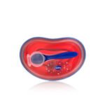 ⁦كوب شاليموه+ طبق بالمعلقه⁩ - الصورة ⁦3⁩